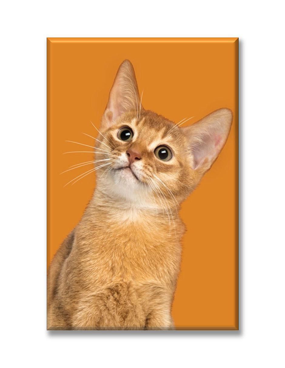 Cuadro decorativo Gato naranja 1