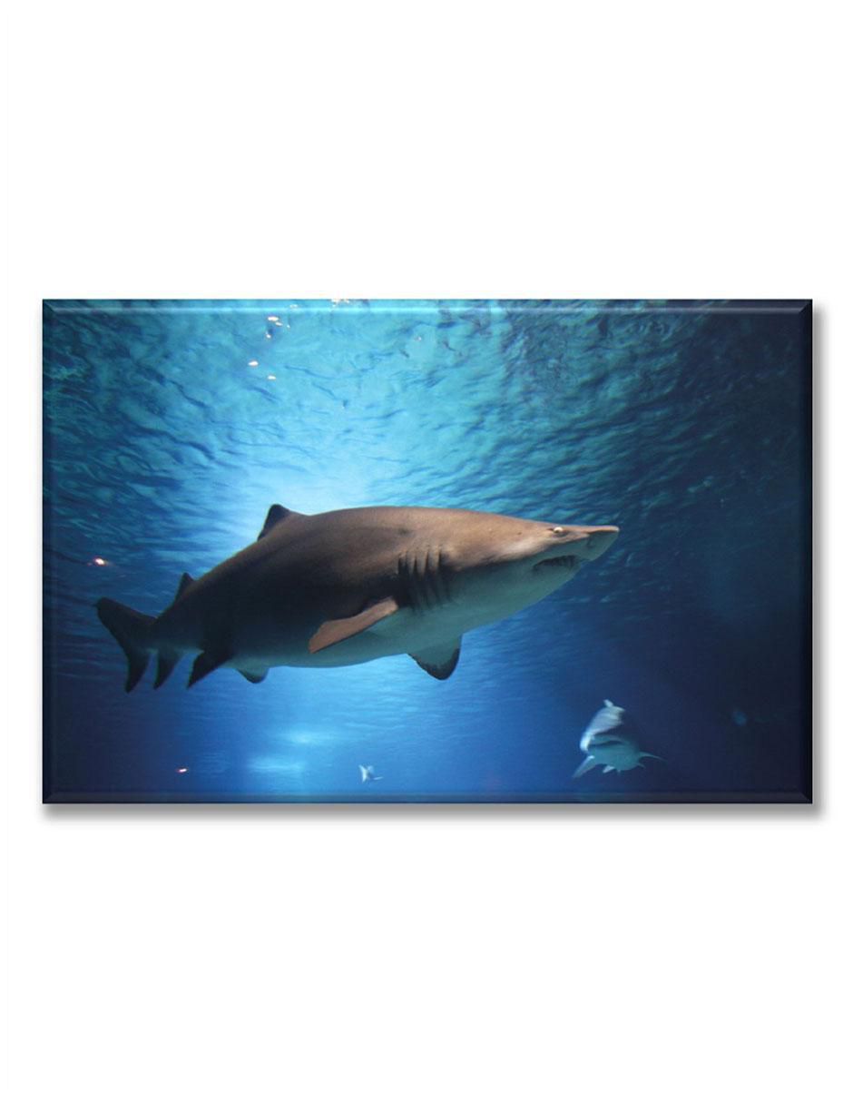 Cuadro decorativo Tiburon 1