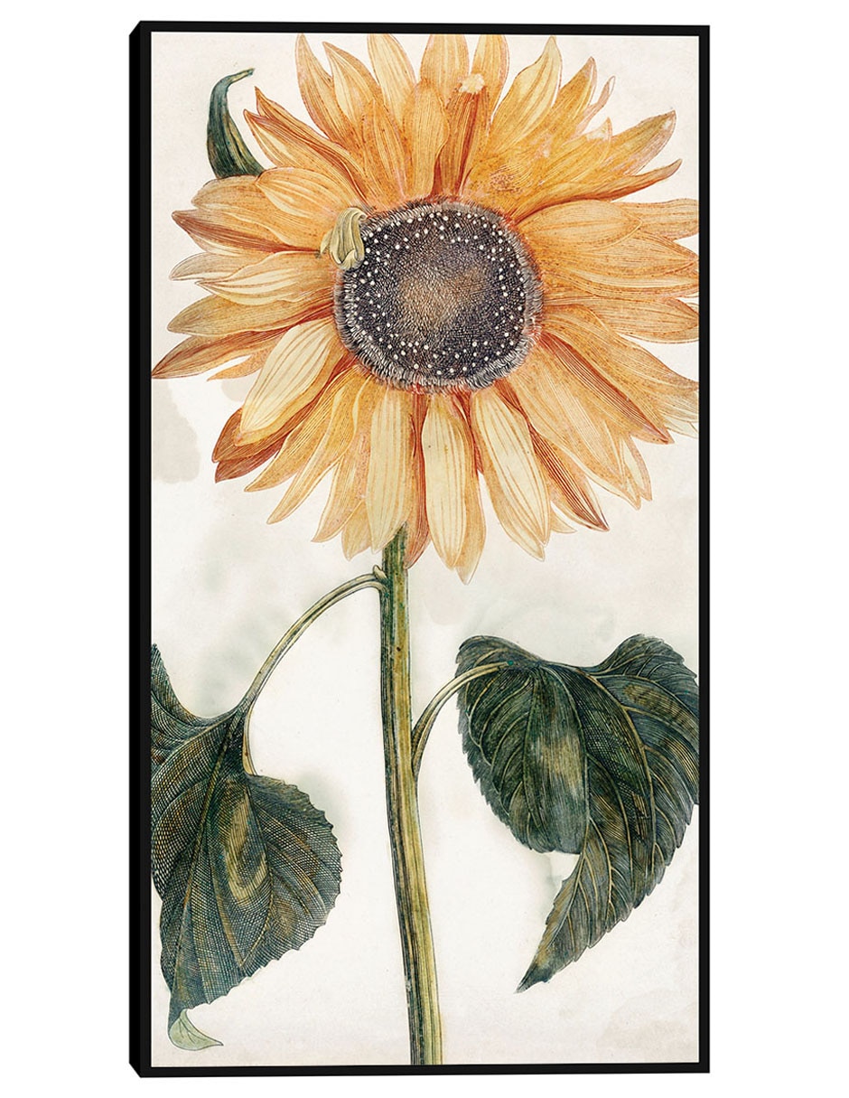 Cuadro decorativo Girasol (1688-1698) técnica mixta Girasoles Cuadro decorativo Girasol (1688-1698) técnica mixta Girasoles