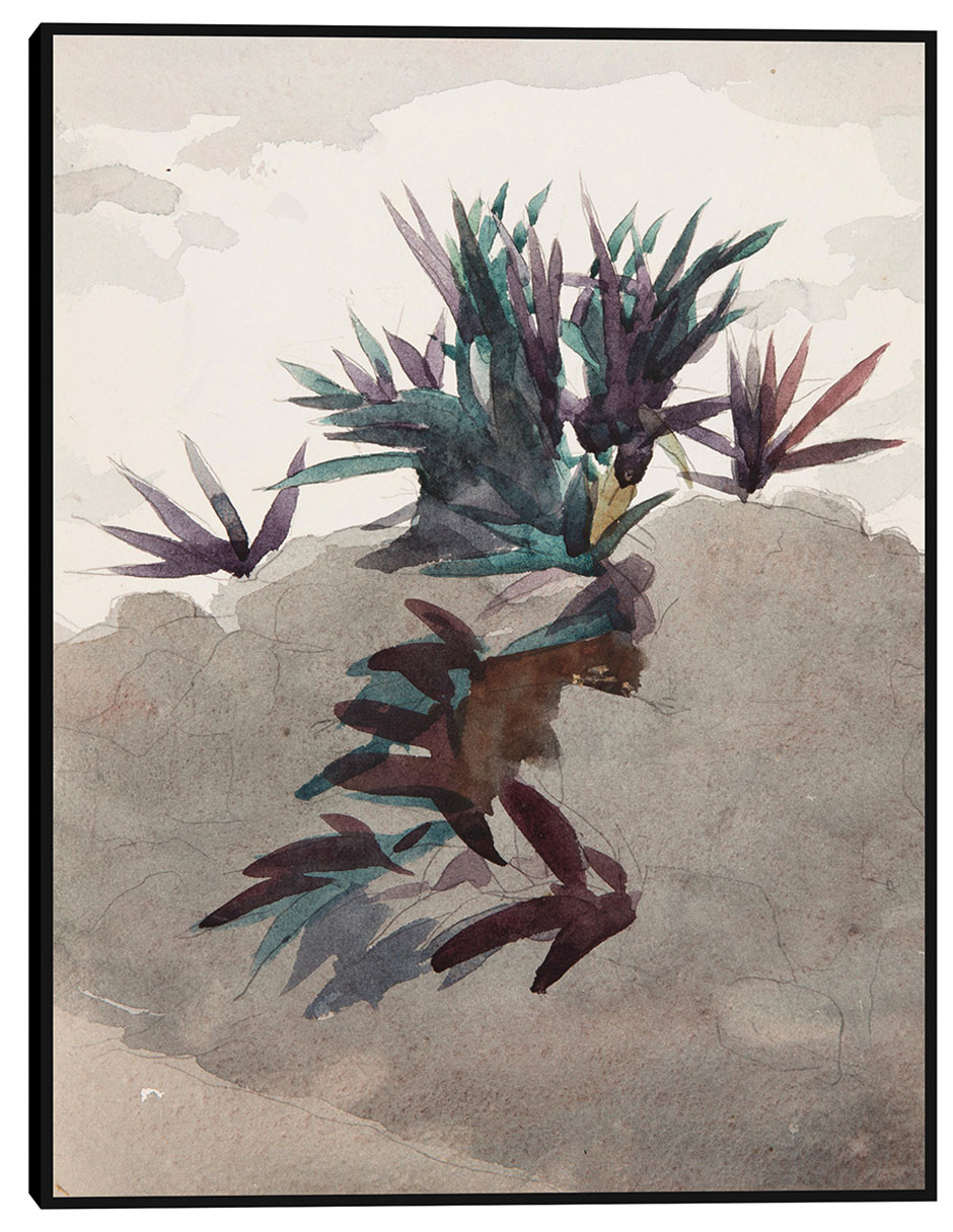 Cuadro decorativo Ladera con macizos de maguey (1898-1899) técnica mixta Formas Cuadro decorativo Ladera con macizos de maguey (1898-1899) técnica mixta Formas