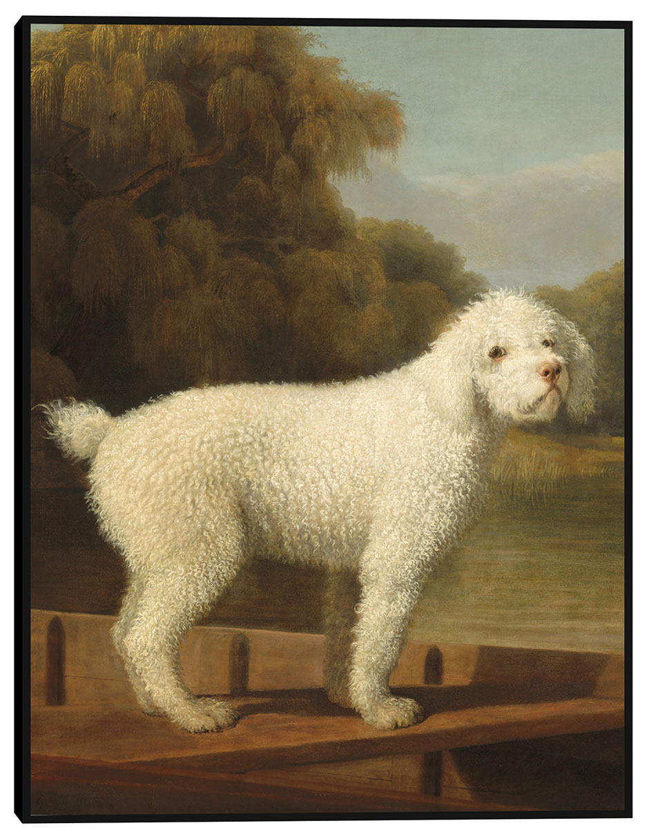 Cuadro decorativo Caniche blanco en una batea, c. 1780 técnica mixta Animales Domésticos Cuadro decorativo Caniche blanco en una batea, c. 1780 técnica mixta Animales Domésticos