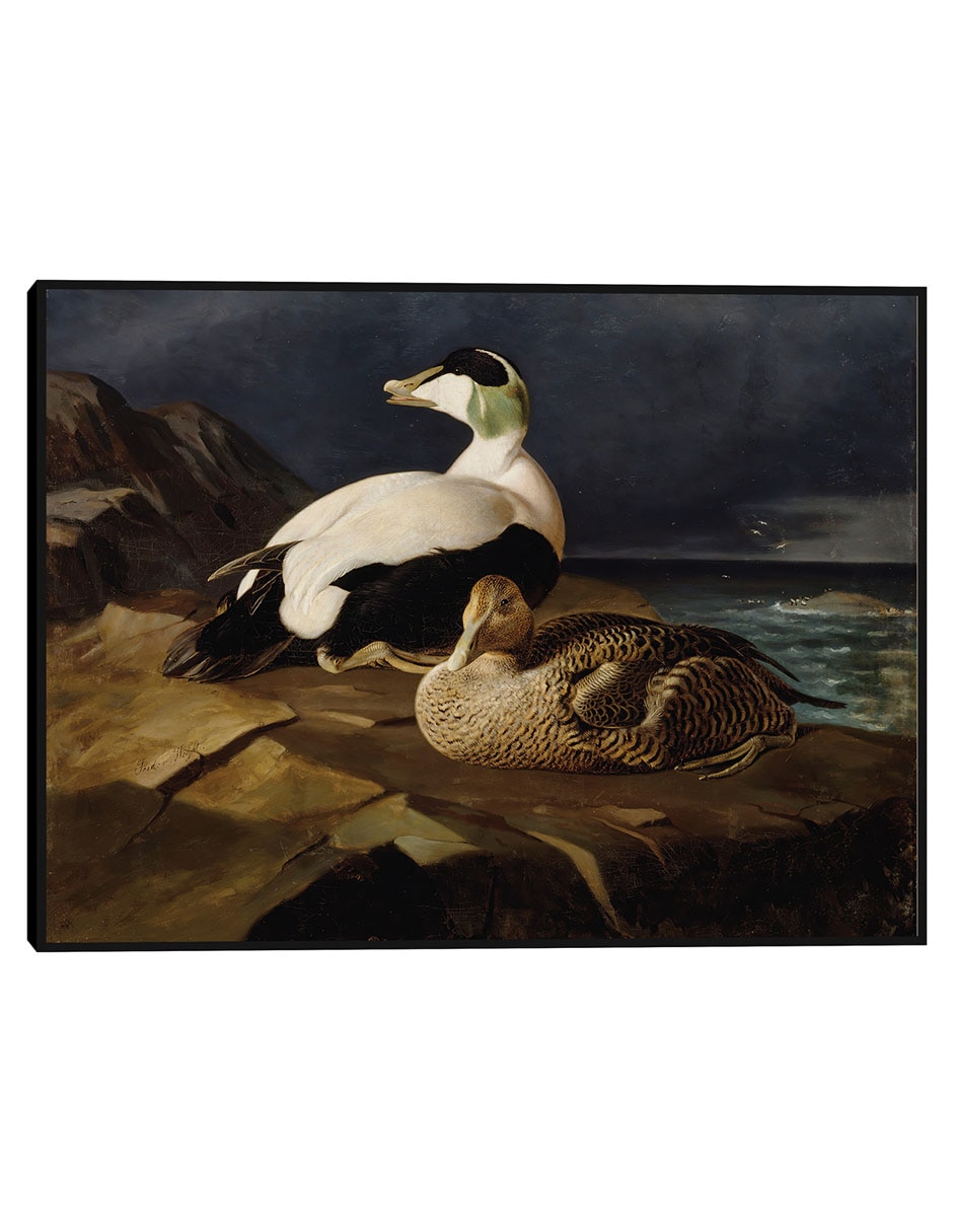 Cuadro decorativo Ánade Real (1848) técnica mixta Inspiración Cuadro decorativo Ánade Real (1848) técnica mixta Inspiración