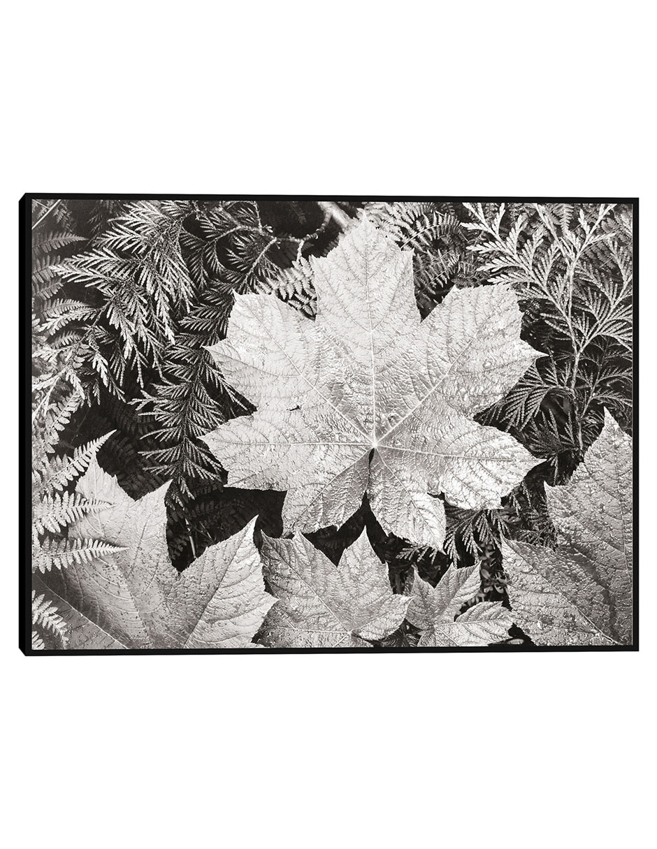 Cuadro decorativo En el Parque Nacional Glacier, cerca de hojas técnica mixta Floración Cuadro decorativo En el Parque Nacional Glacier, cerca de hojas técnica mixta Floración
