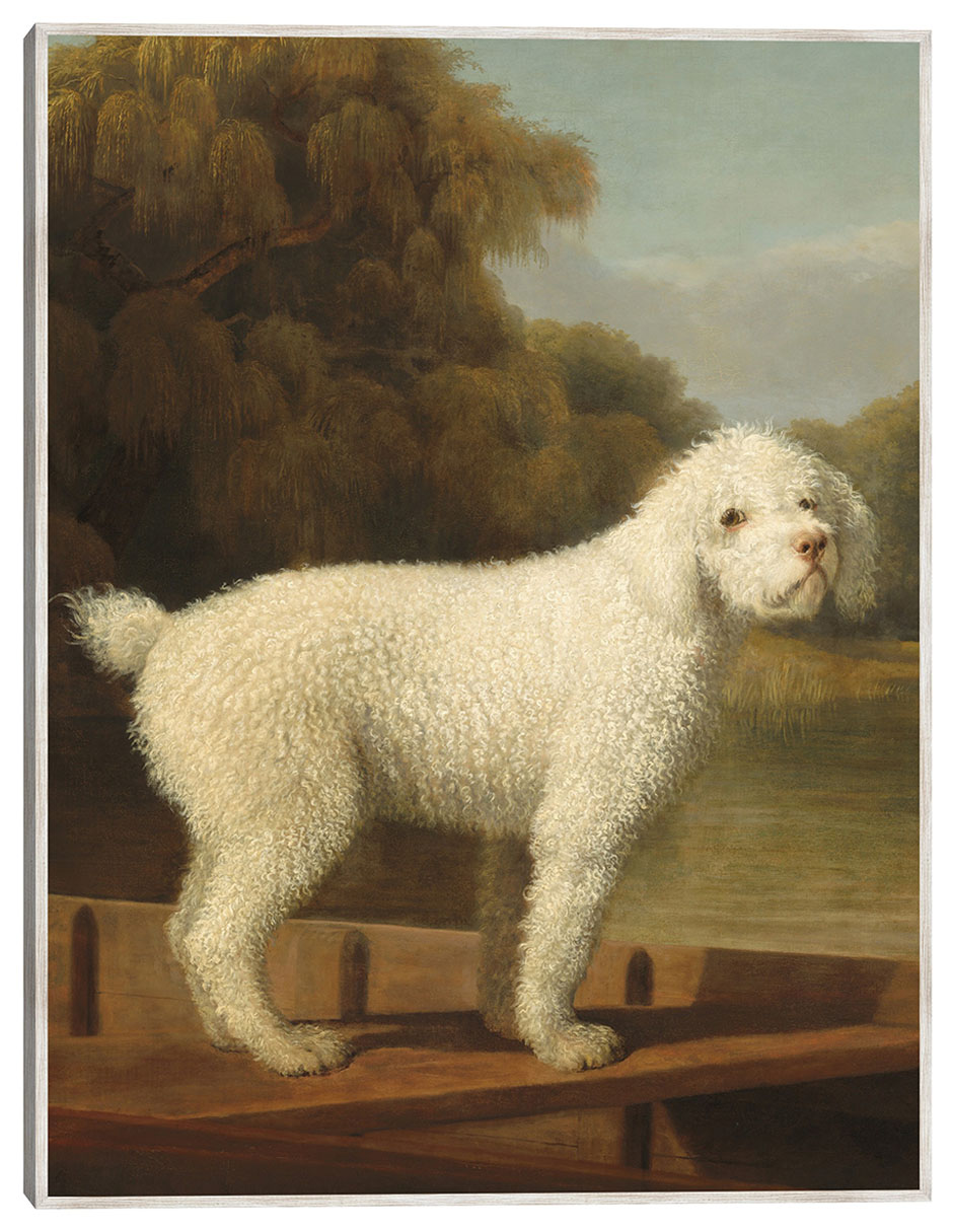 Cuadro decorativo Caniche Blanco En Una Batea, C. 1780 técnica mixta Animales Domésticos