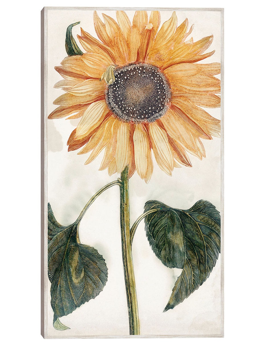 Cuadro decorativo Girasol (1688-1698) técnica mixta Girasoles Cuadro decorativo Girasol (1688-1698) técnica mixta Girasoles