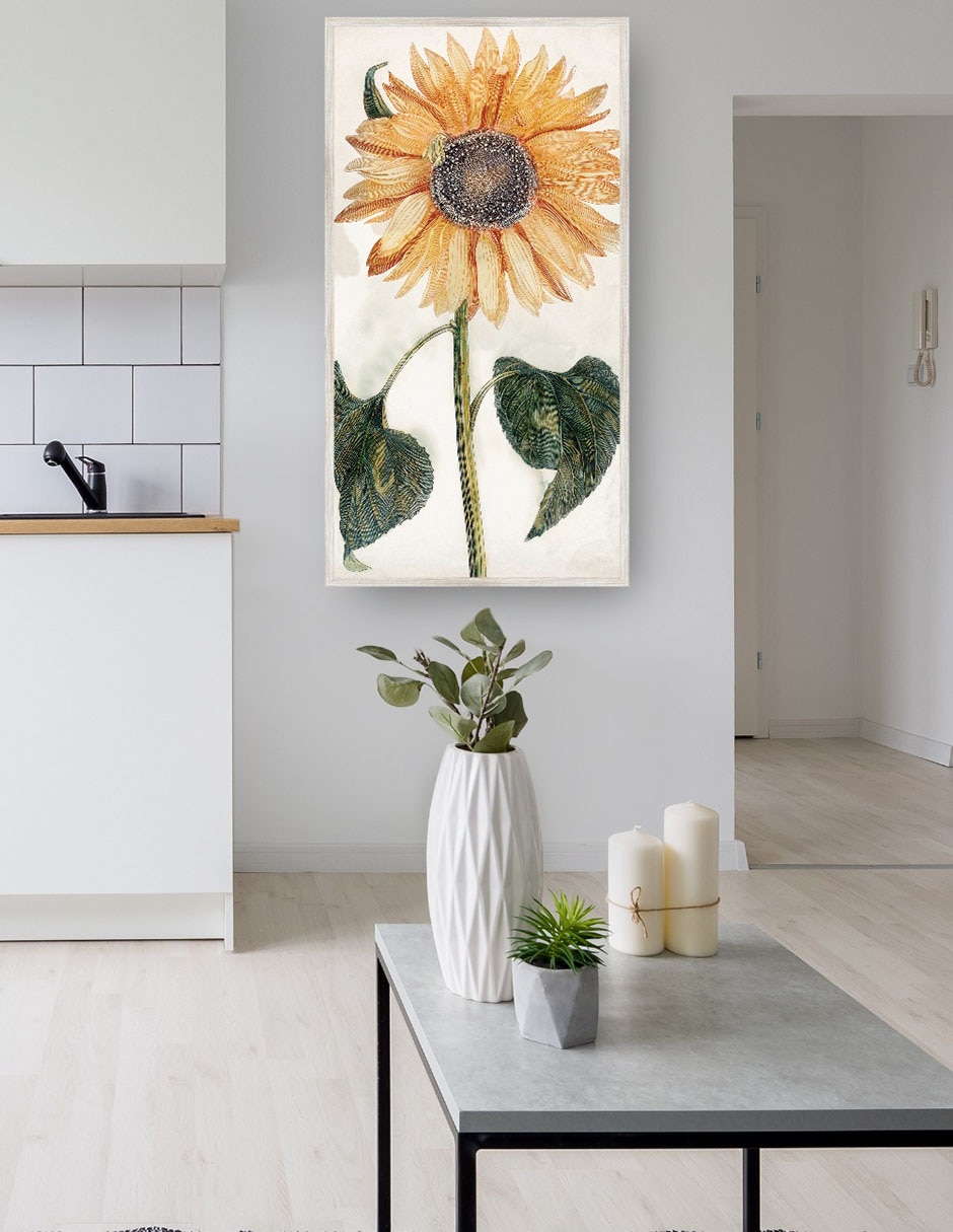 Cuadro decorativo Girasol (1688-1698) técnica mixta Girasoles 4
