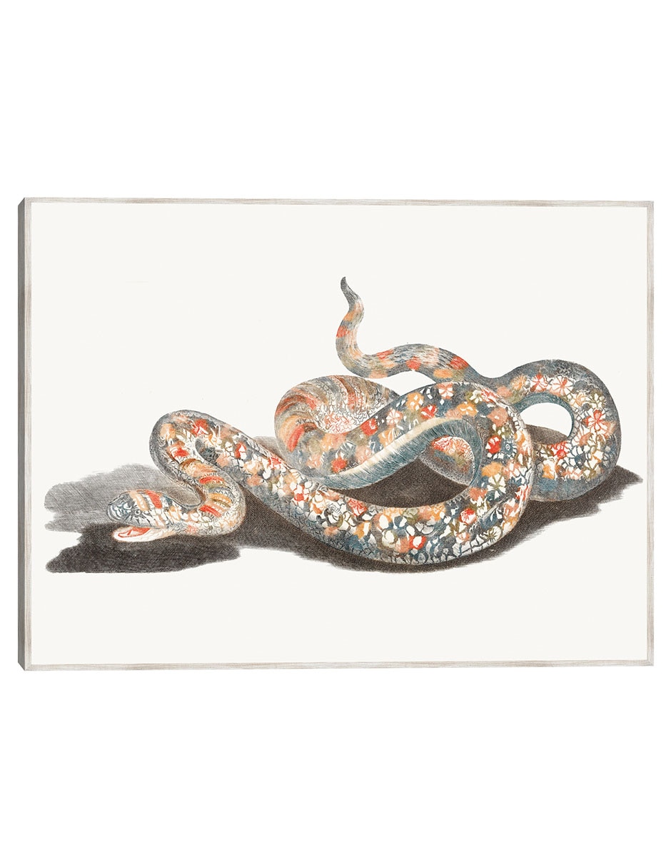 Cuadro decorativo Una Serpiente técnica mixta Reptiles Cuadro decorativo Una Serpiente técnica mixta Reptiles