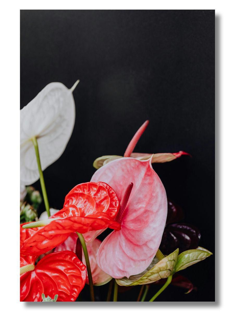 Cuadro decorativo Planta Anturio 1