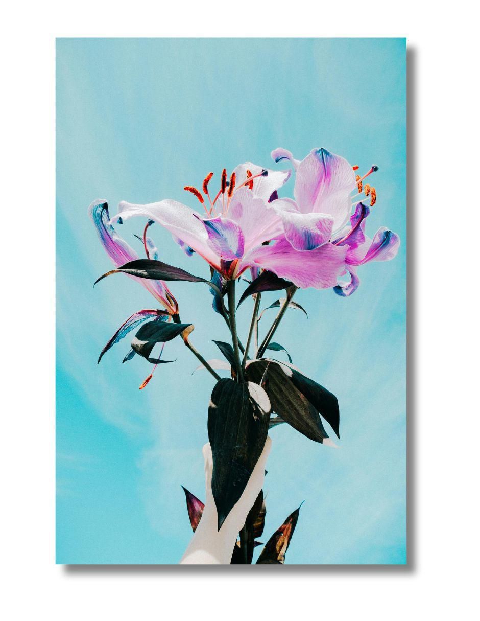 Cuadro decorativo planta lirio cósmico