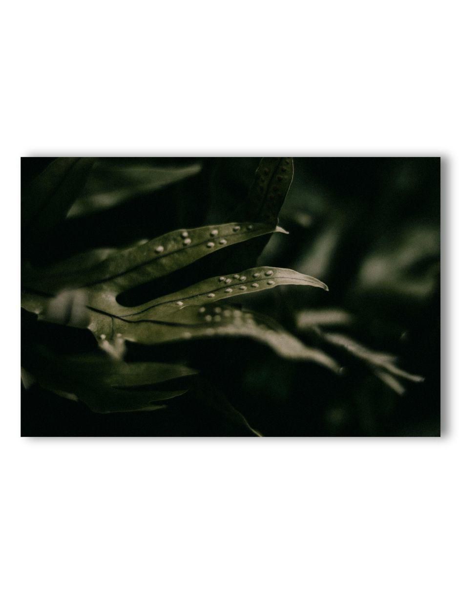 Cuadro decorativo planta helecho