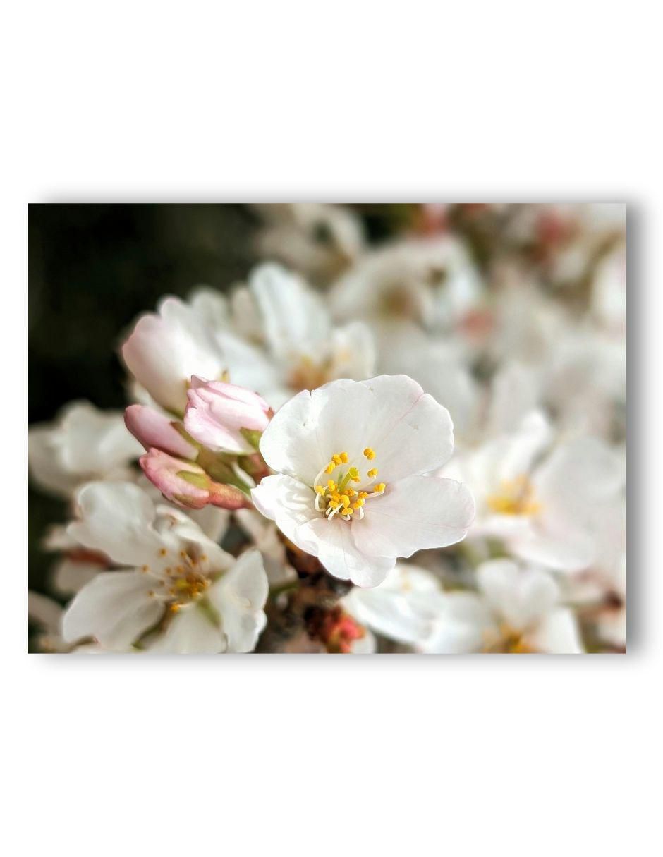 Cuadro decorativo Planta Cerezo Cuadro decorativo Planta Cerezo