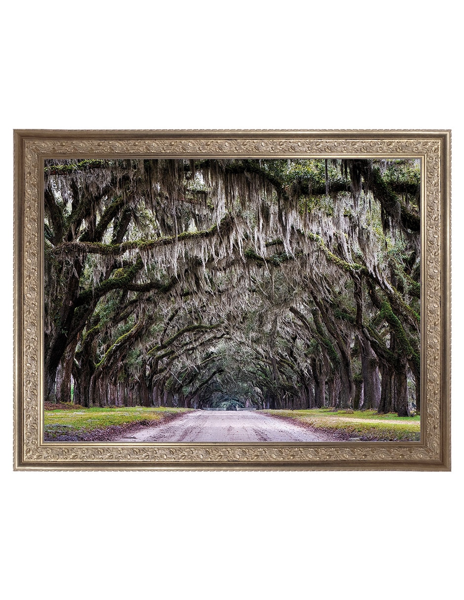 Cuadro decorativo Callejón Wormsloe De Andy Crawford técnica mixta