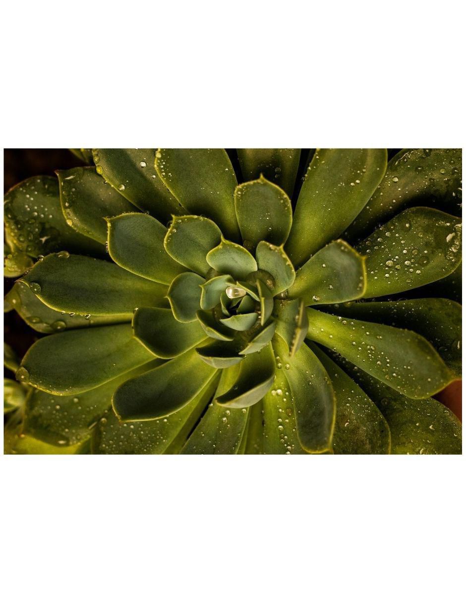 Cuadro decorativo Planta Suculenta Cuadro decorativo Planta Suculenta